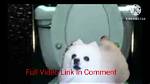 Kirby Dog Video Full: Hilarious Compilation!