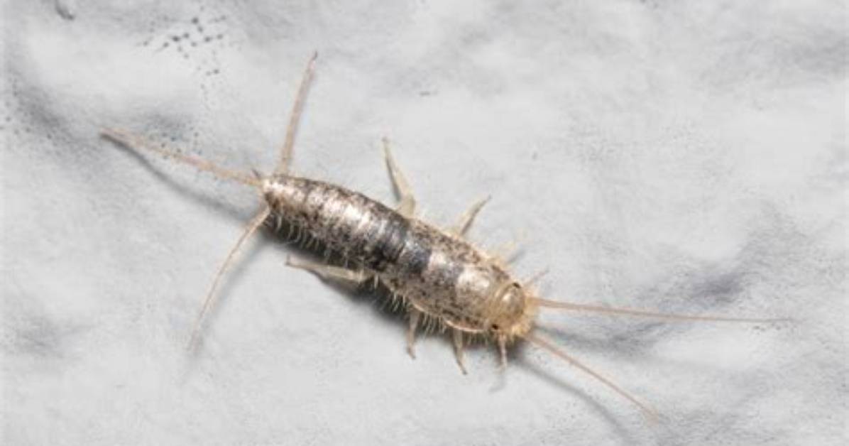 Lavender Silverfish