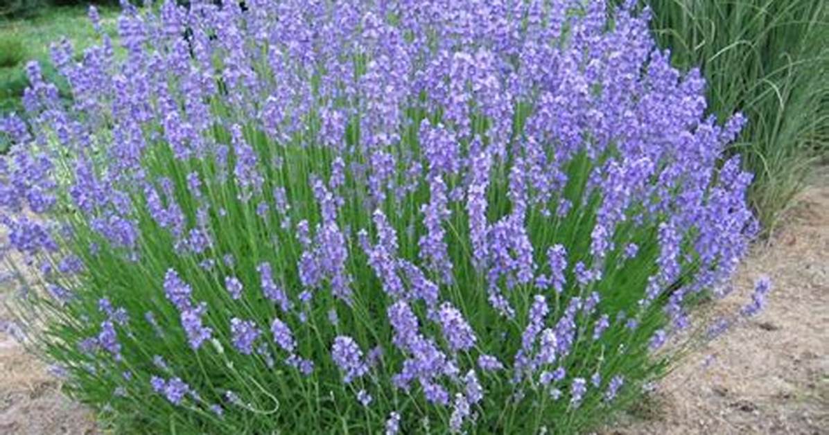 Lavender
