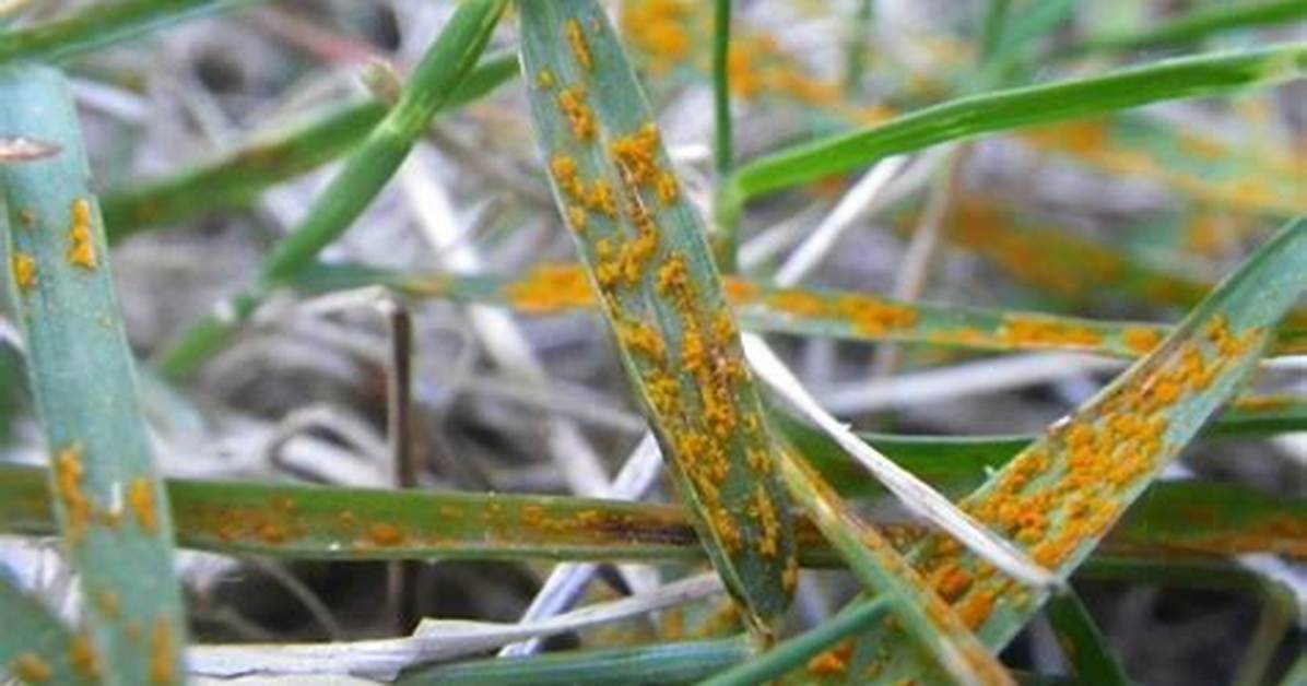 Lawn Rust Fungus