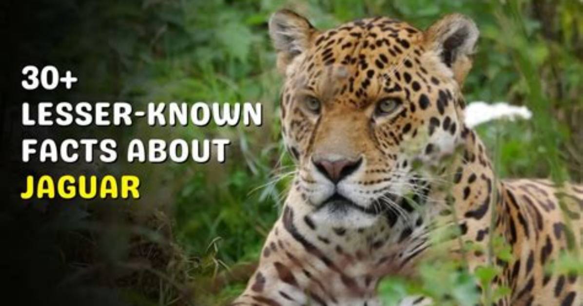 Lesser Known Facts
