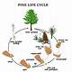 Life Cycle of Pine Trees