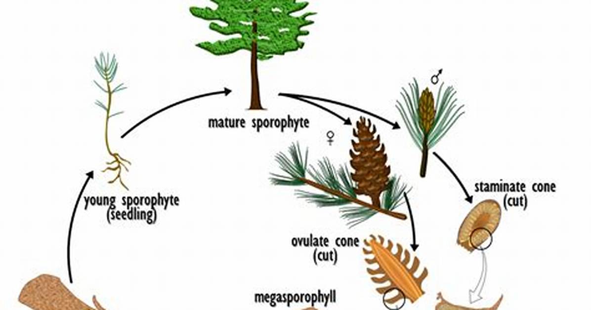 Life Cycle of Pine