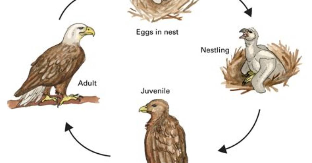 Life Cycle Of