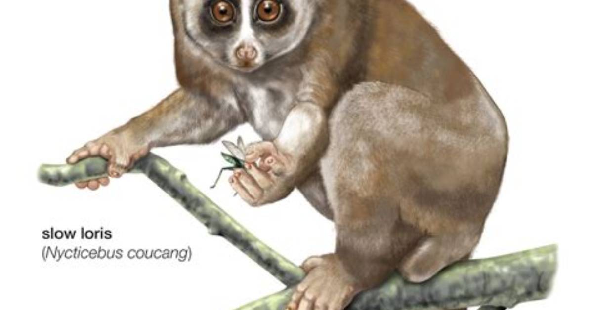 Loris