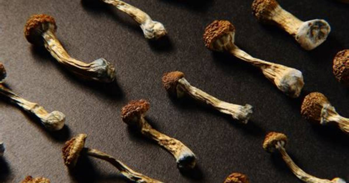 Magic Mushrooms Q&A: Your Guide to Shrooms