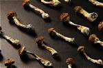 Magic Mushrooms Q&A: Your Guide to Shrooms