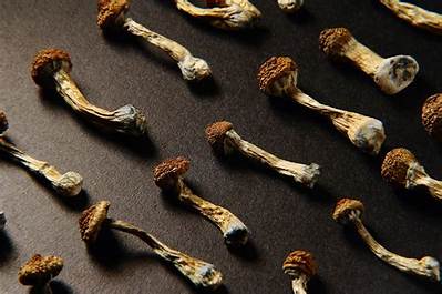 Magic Mushrooms Q&A: Your Guide to Shrooms