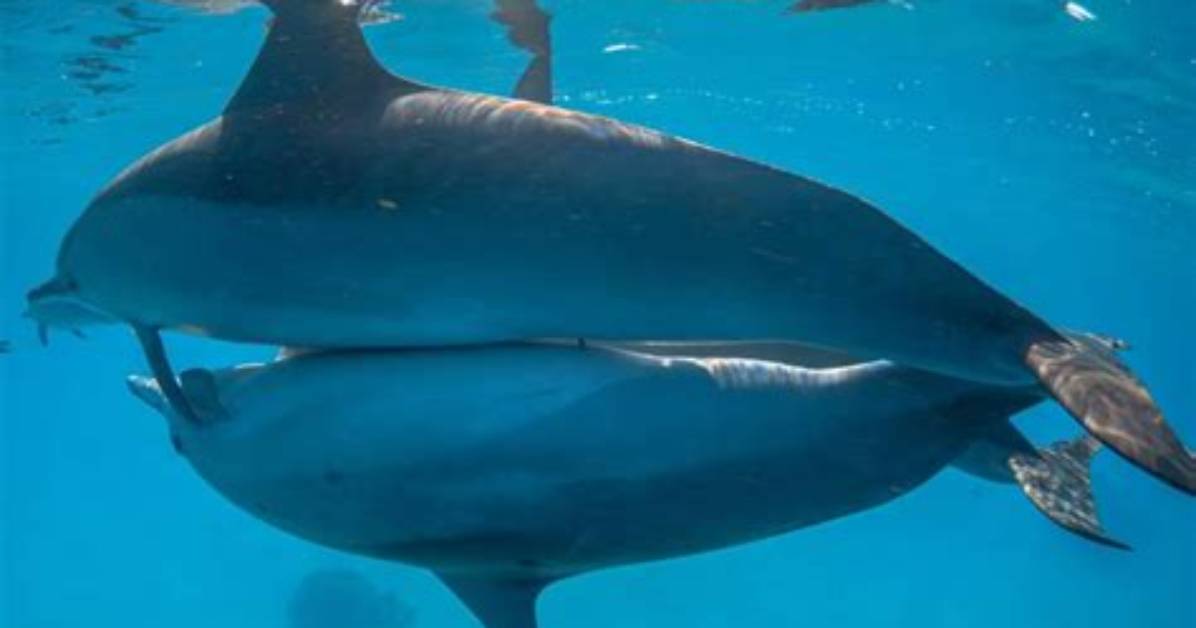 Male Dolphin Reproduction: a Comprehensive Guide to Understanding the Process