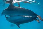 Male Dolphin Reproduction: a Comprehensive Guide to Understanding the Process