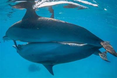 Male Dolphin Reproduction: a Comprehensive Guide to Understanding the Process