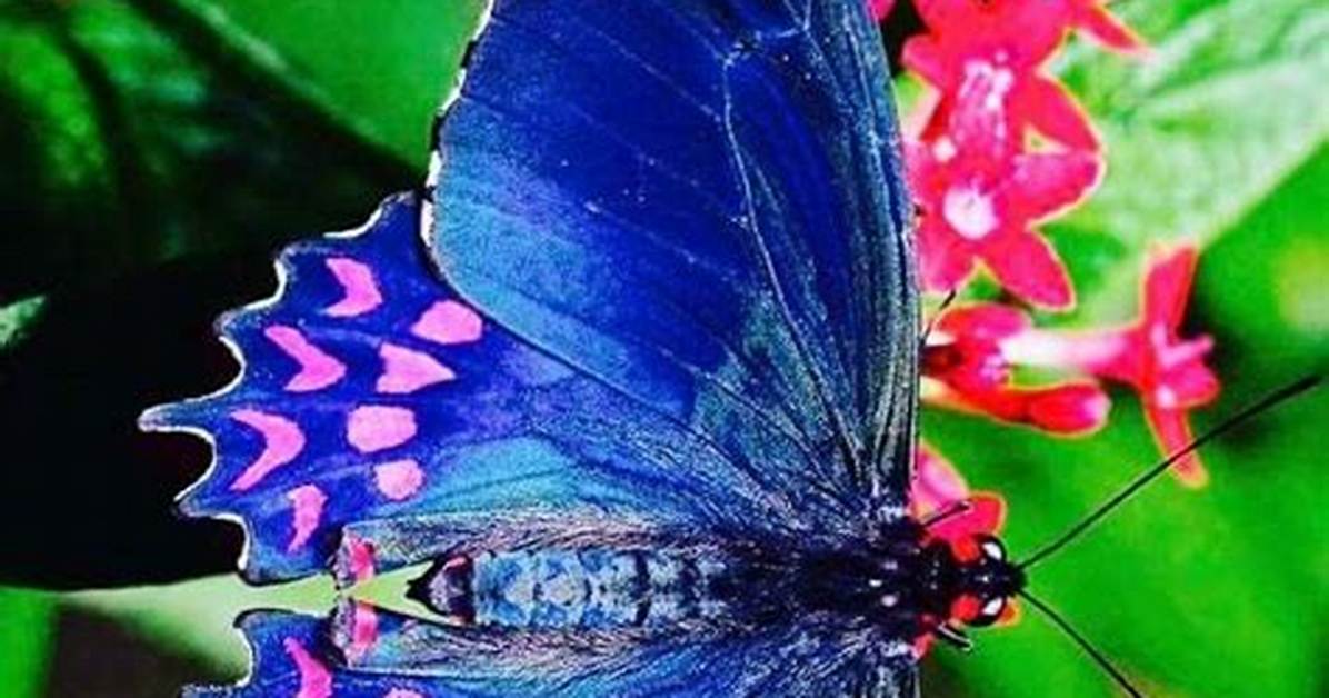 Mariposa