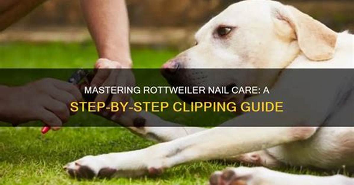 Mastering Rottweiler Performance: a Guide to Excellence