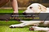 Mastering Rottweiler Performance: a Guide to Excellence