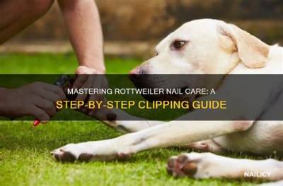 Mastering Rottweiler Performance: a Guide to Excellence