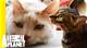 Mauhaus Cafe: a Pet Lover's Paradise