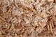 Mealworms in the Carpet | Homesteady