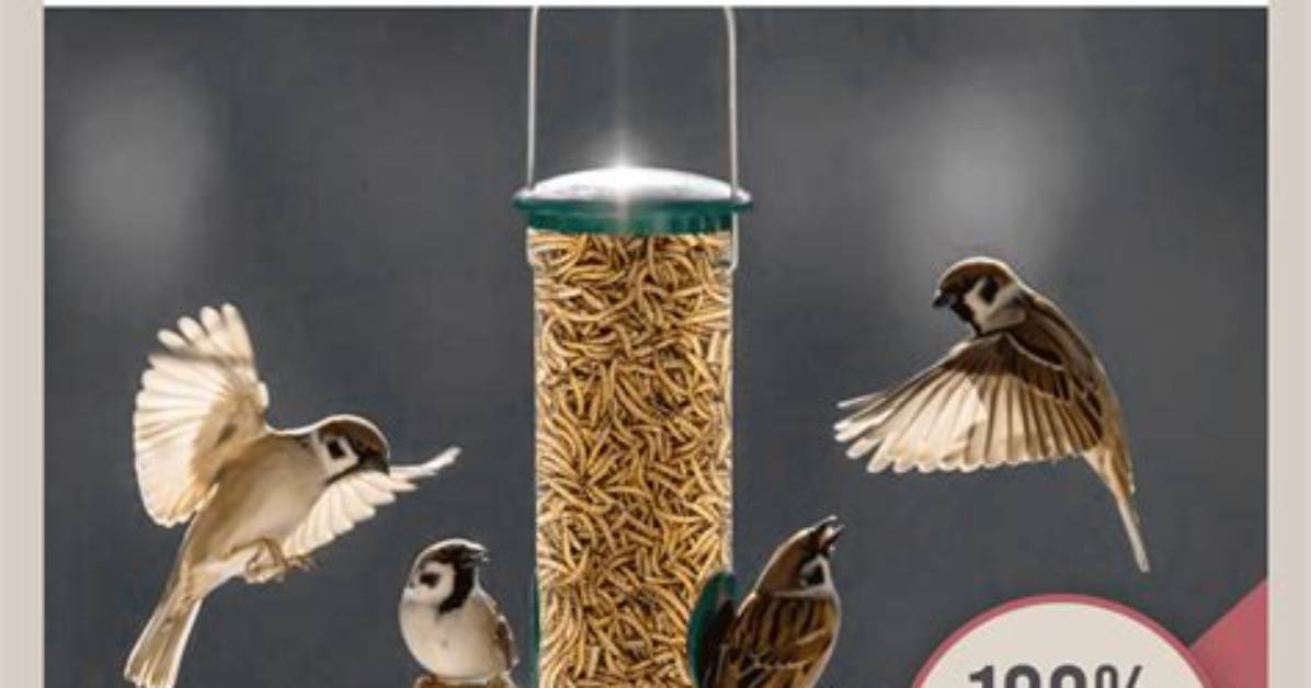 Mealworms in the Carpet