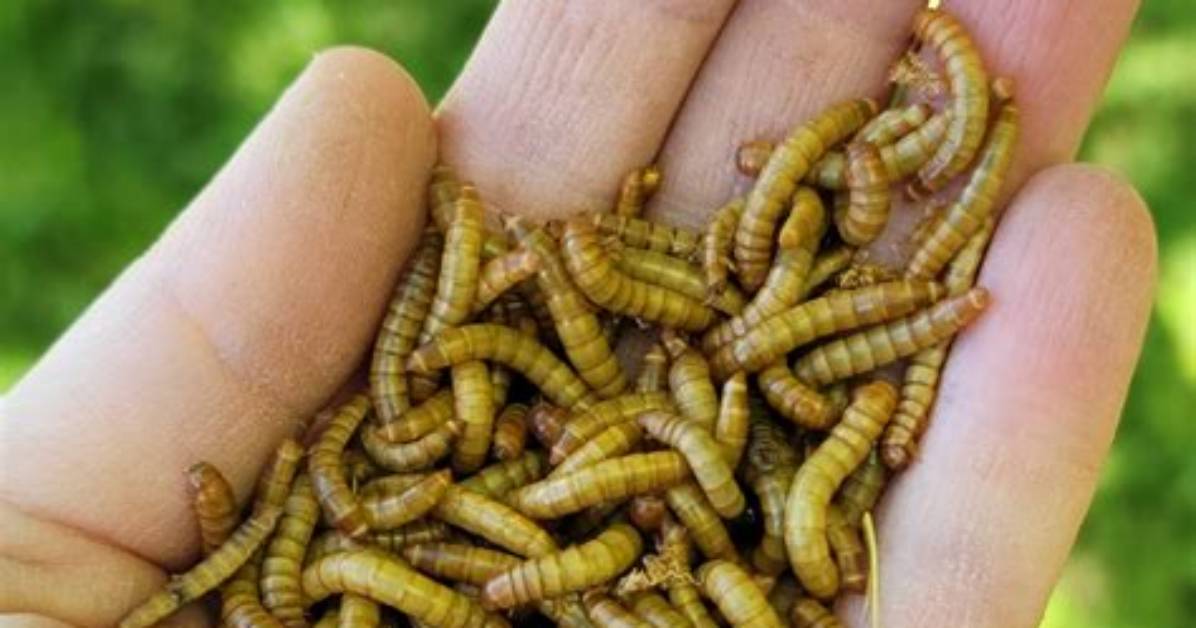 Mealworms in The
