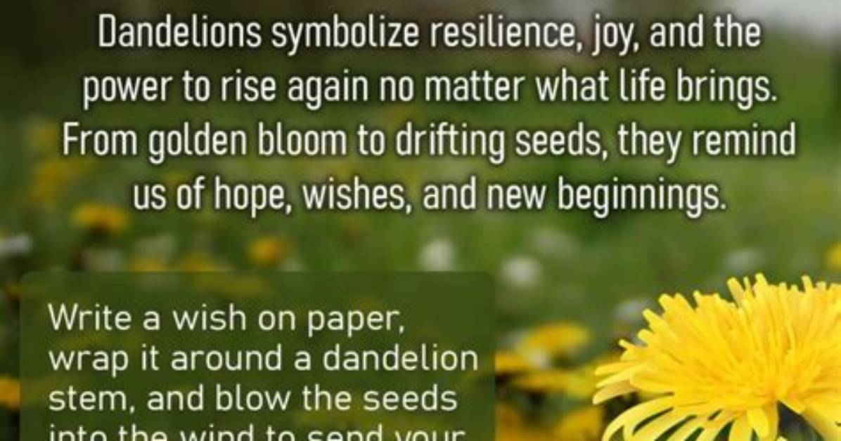Meaning of Dandelion by the Rolling