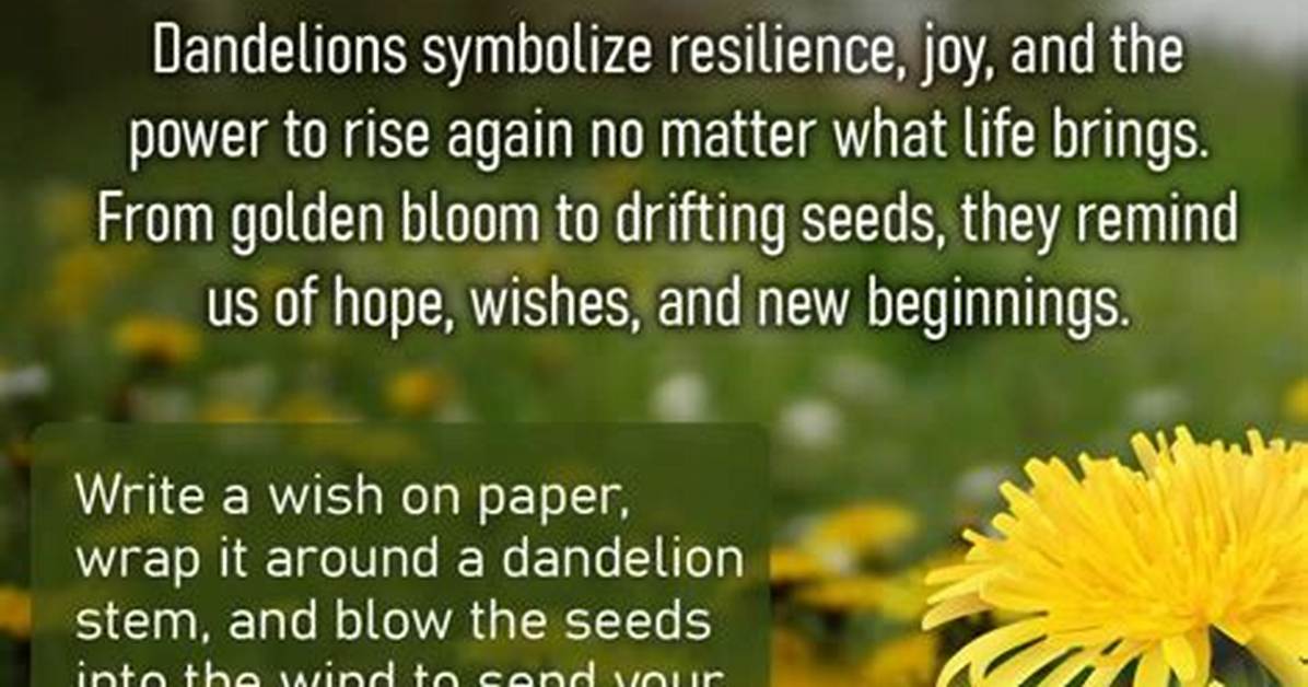Meaning of Dandelion by The