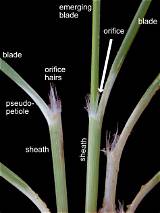 Meaning of Like a Blade of Grass by Jack Harlow