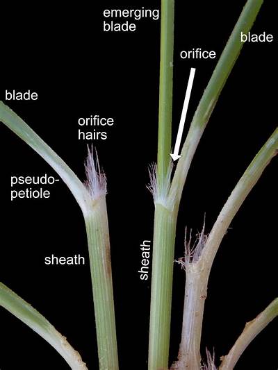 Meaning of Like a Blade of Grass by Jack Harlow