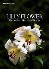 Meaning of Lily of the West by Bob Dylan