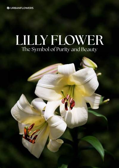Meaning of Lily of the West by Bob Dylan