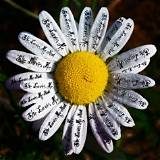 Meaning of Loves Me Not by J. Cole