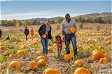 Meaning of Past the Pumpkin Patch and the Tractor Rides