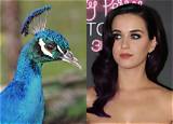 Meaning of Peacock by Katy Perry