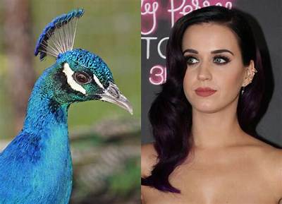 Meaning of Peacock by Katy Perry