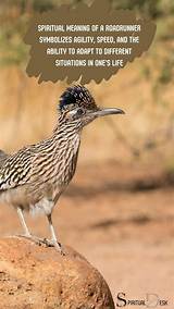 Meaning of Road Runner by the Rolling Stones