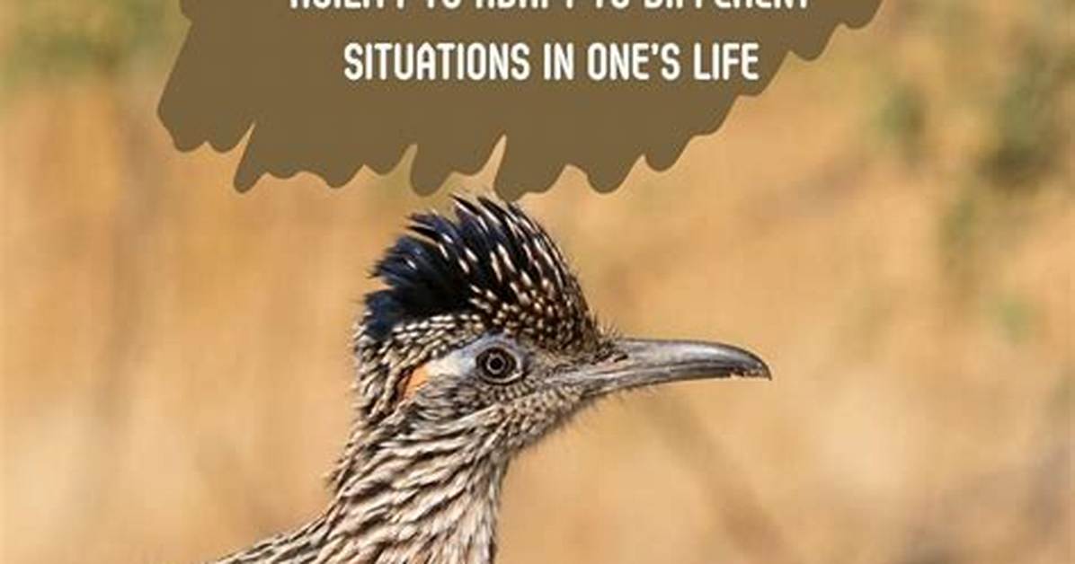 Meaning of Road Runner by The