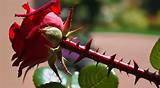 Meaning of "Rose Garden Filled with Thorns"