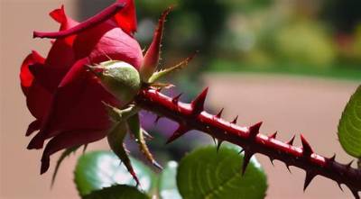 Meaning of "Rose Garden Filled with Thorns"