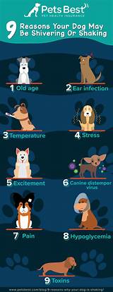 Meaning of Shake Dog Shake by the Cure