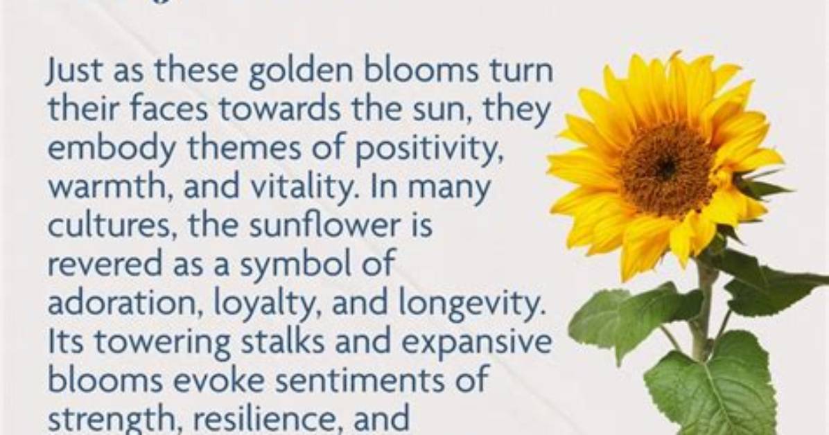 Meaning of Sunflower by Camila