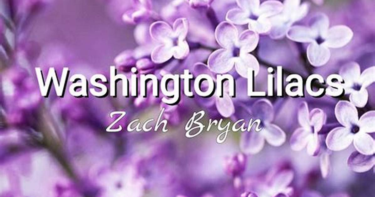 Meaning of Washington Lilacs by Zach