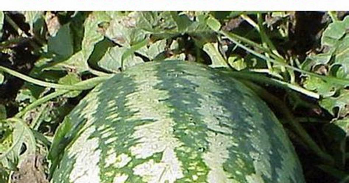 Meaning of Where the Watermelons Rot by the Weeknd