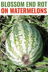Meaning of Where the Watermelons Rot by the Weeknd