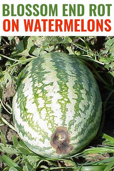 Meaning of Where the Watermelons Rot by the Weeknd
