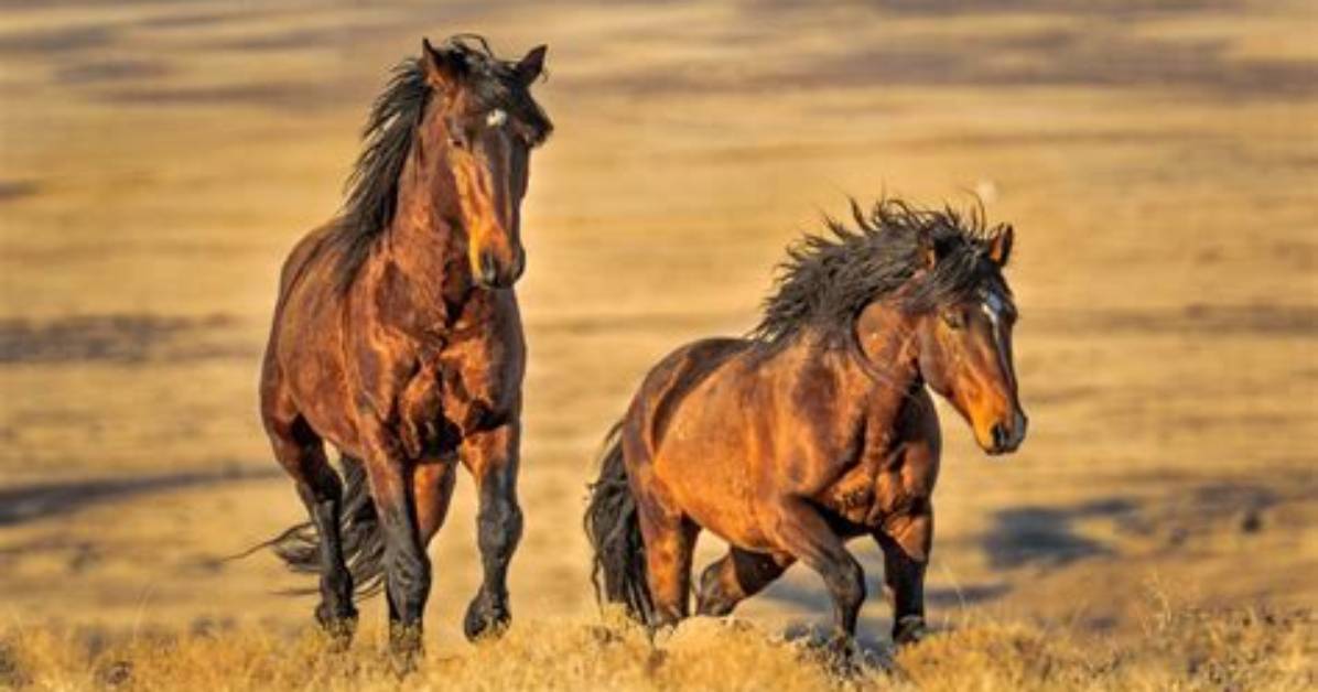 Meaning of Wild Horses by The