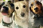 Meet Bubba, the Adorable Wiener Dog from Sing 2