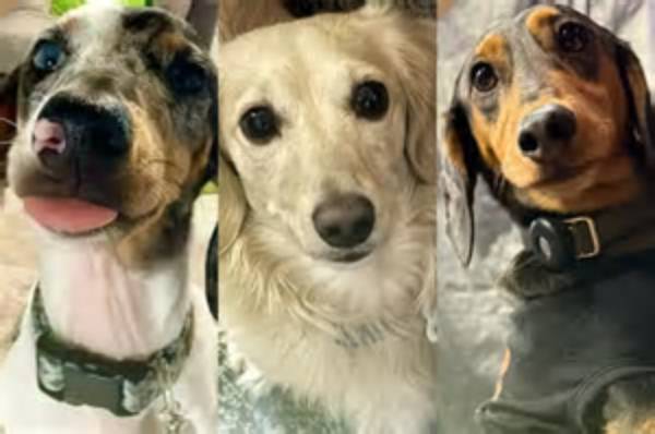 Meet Bubba, the Adorable Wiener Dog from Sing 2