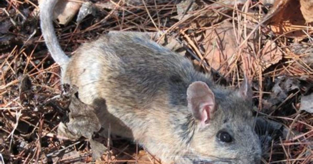 Mexican Woodrat: a Comprehensive Guide to Understanding This Fascinating Rodent