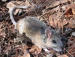 Mexican Woodrat: a Comprehensive Guide to Understanding This Fascinating Rodent