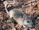 Mexican Woodrat: a Comprehensive Guide to Understanding This Fascinating Rodent