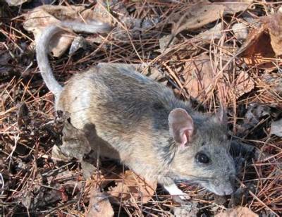 Mexican Woodrat: a Comprehensive Guide to Understanding This Fascinating Rodent